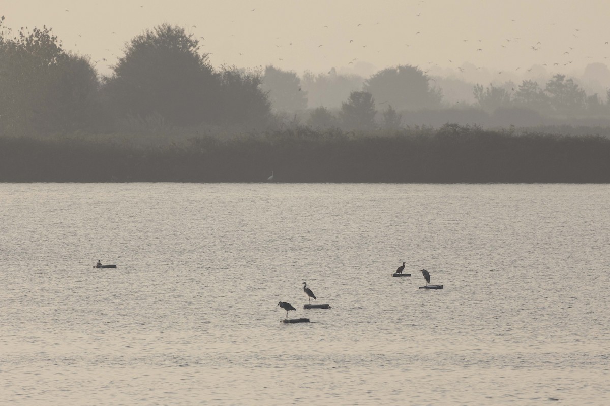 Pygmy Cormorant - ML644446624