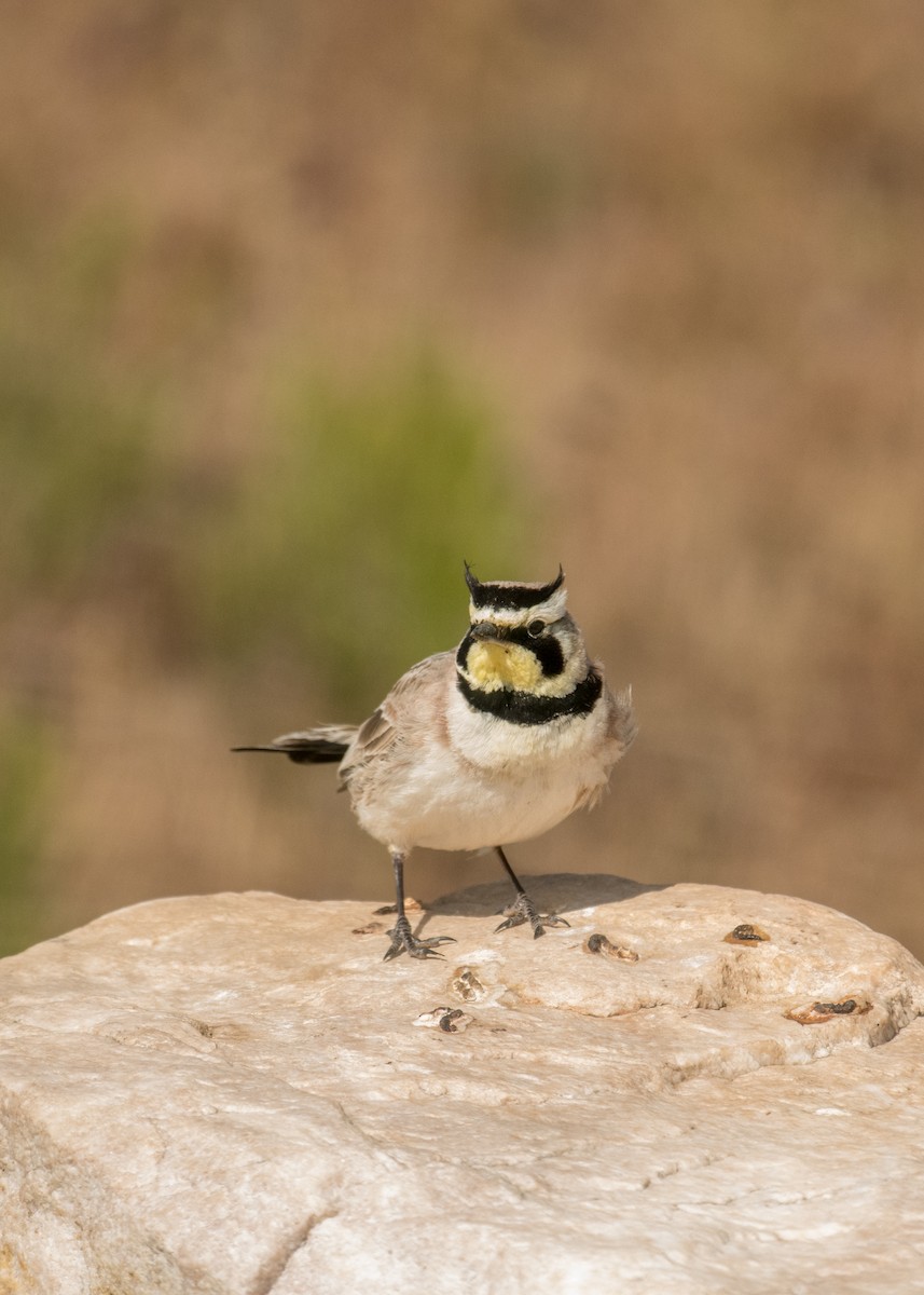 Horned Lark - ML644446640
