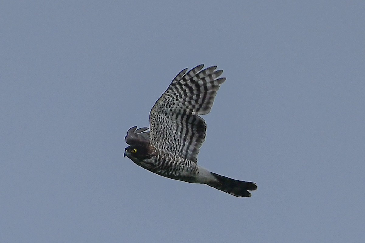 Индийский перепелятник - ML644446641