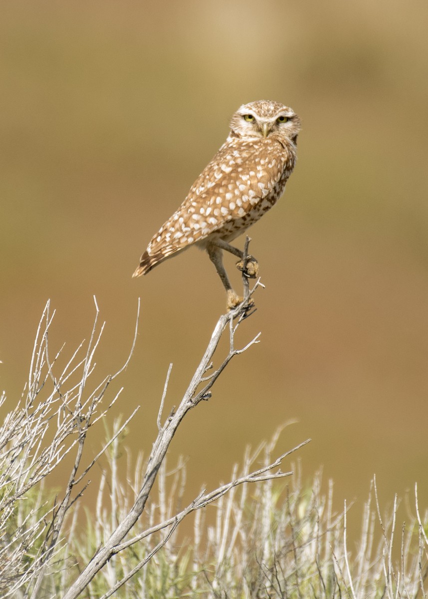 Burrowing Owl - ML644446642