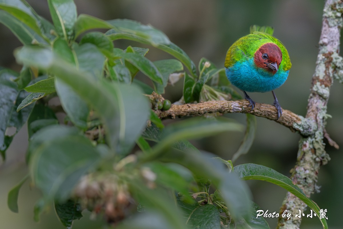 チャガシラフウキンチョウ - ML644446649