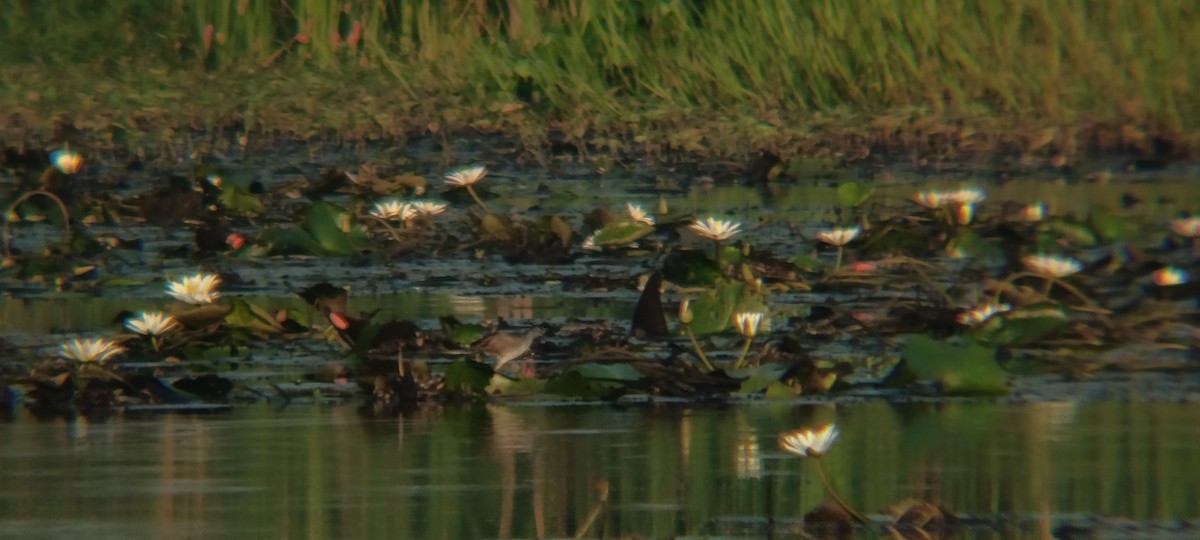 chřástal popelavý - ML644446657