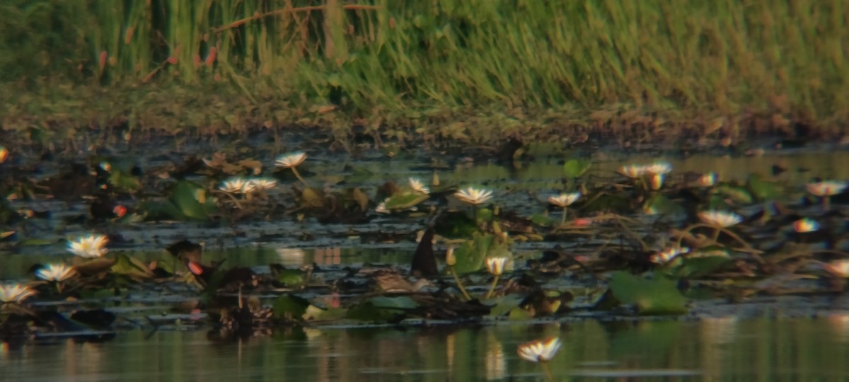 chřástal popelavý - ML644446658