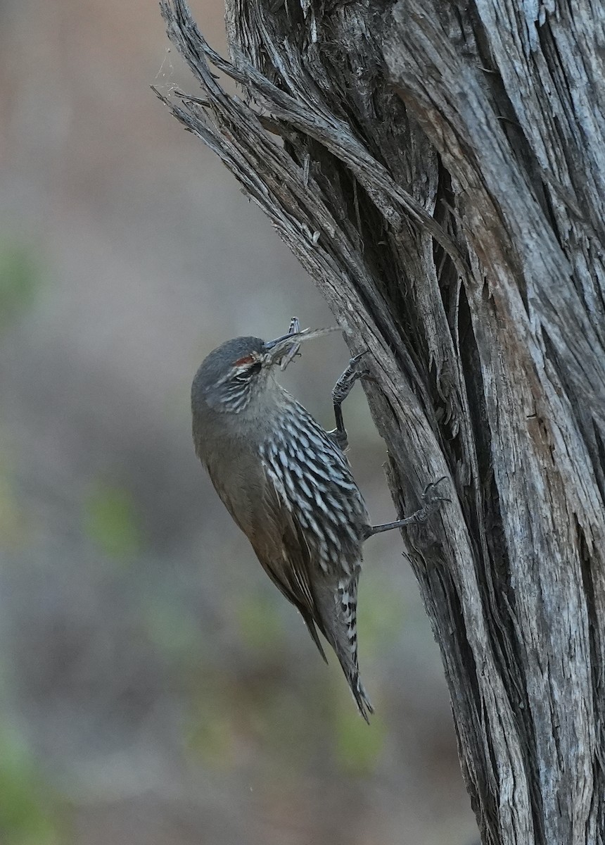 White-browed Treecreeper - ML644446659
