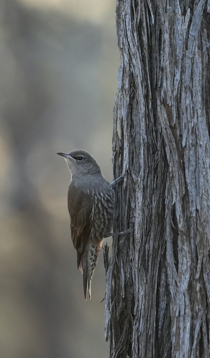 White-browed Treecreeper - ML644446660