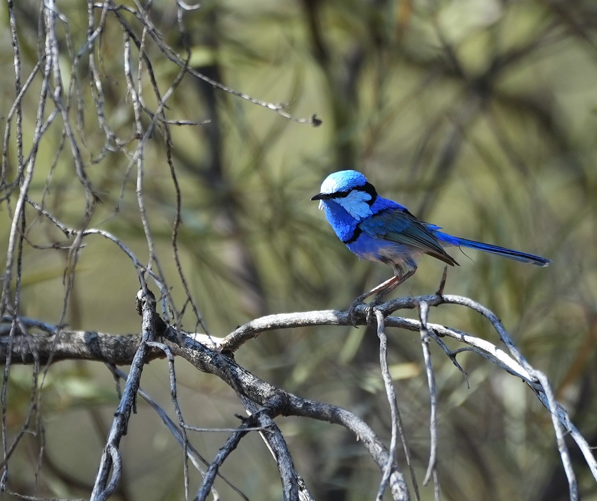 Splendid Fairywren - ML644446664