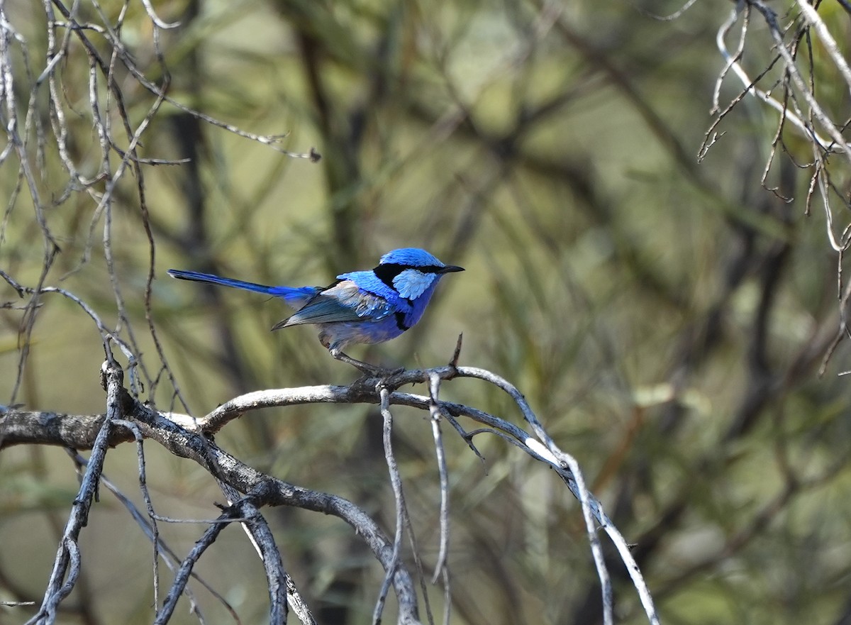 Splendid Fairywren - ML644446665