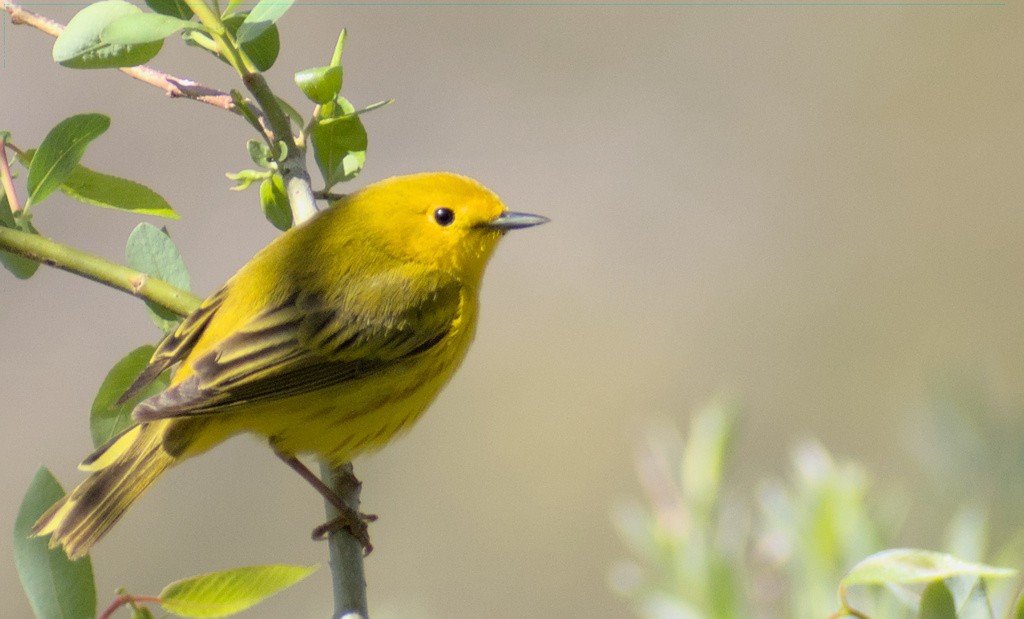 Northern Yellow Warbler - ML644446667