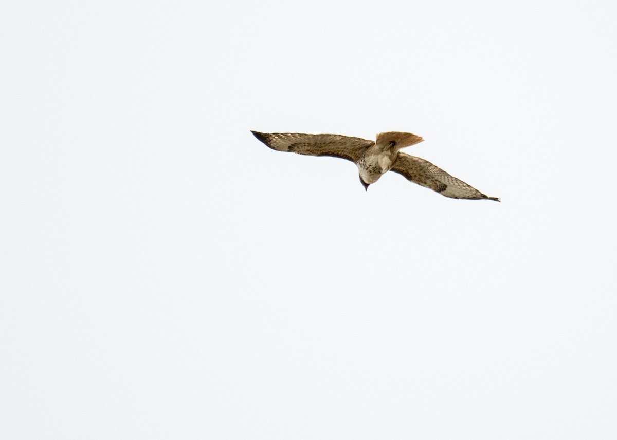 Red-tailed Hawk - ML644446672