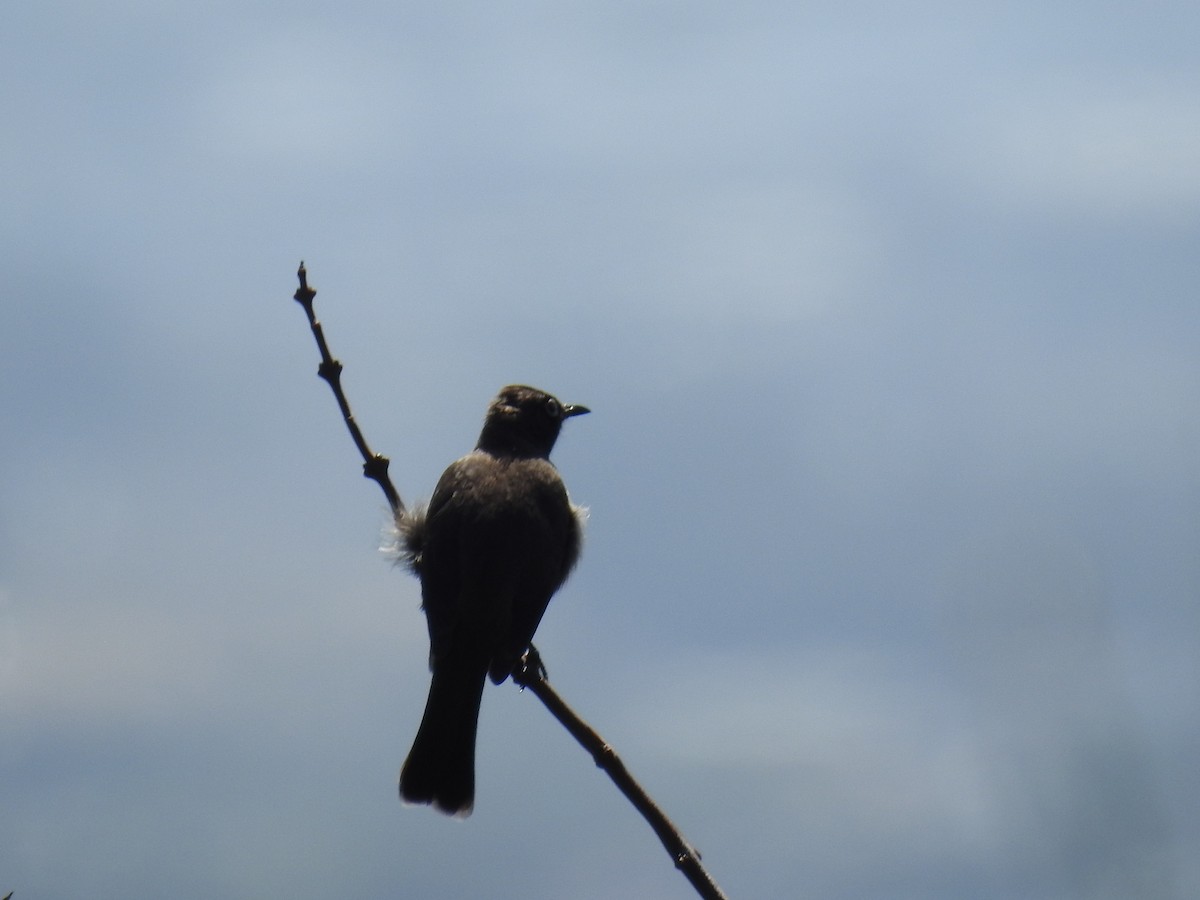 Bulbul du Cap - ML644446674