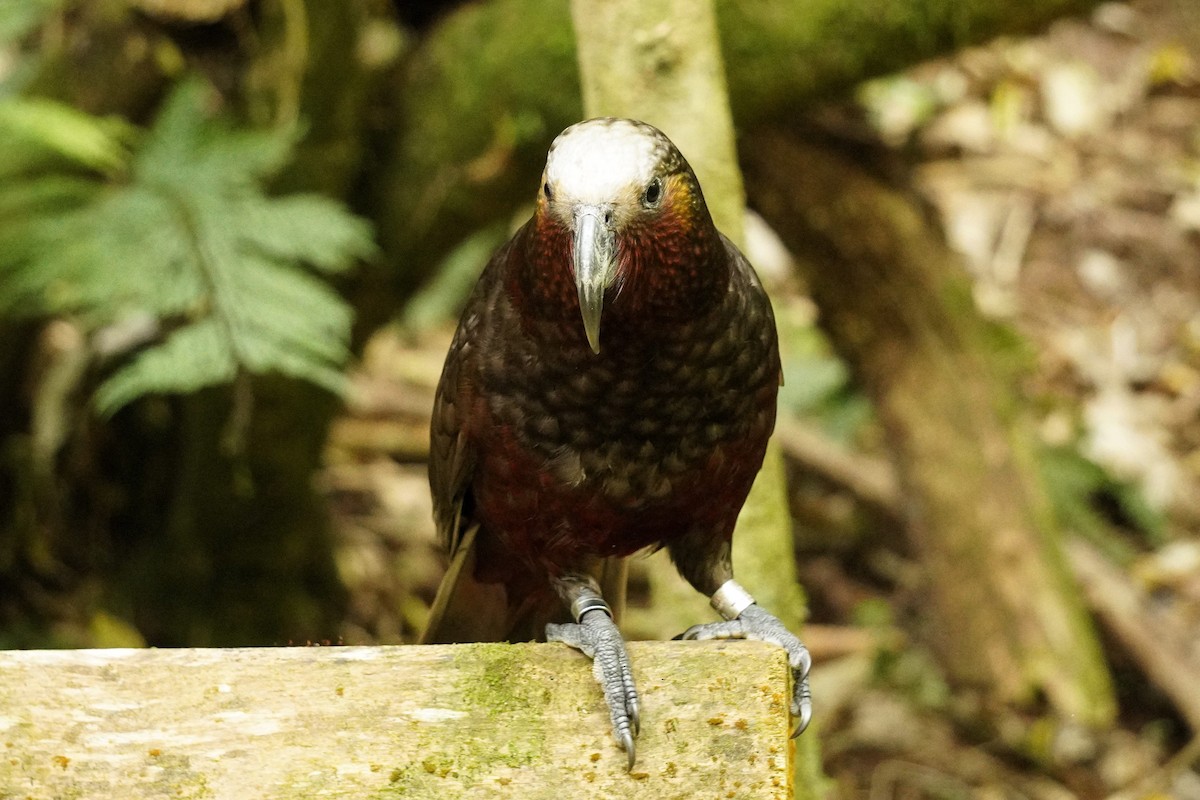New Zealand Kaka - ML644446677