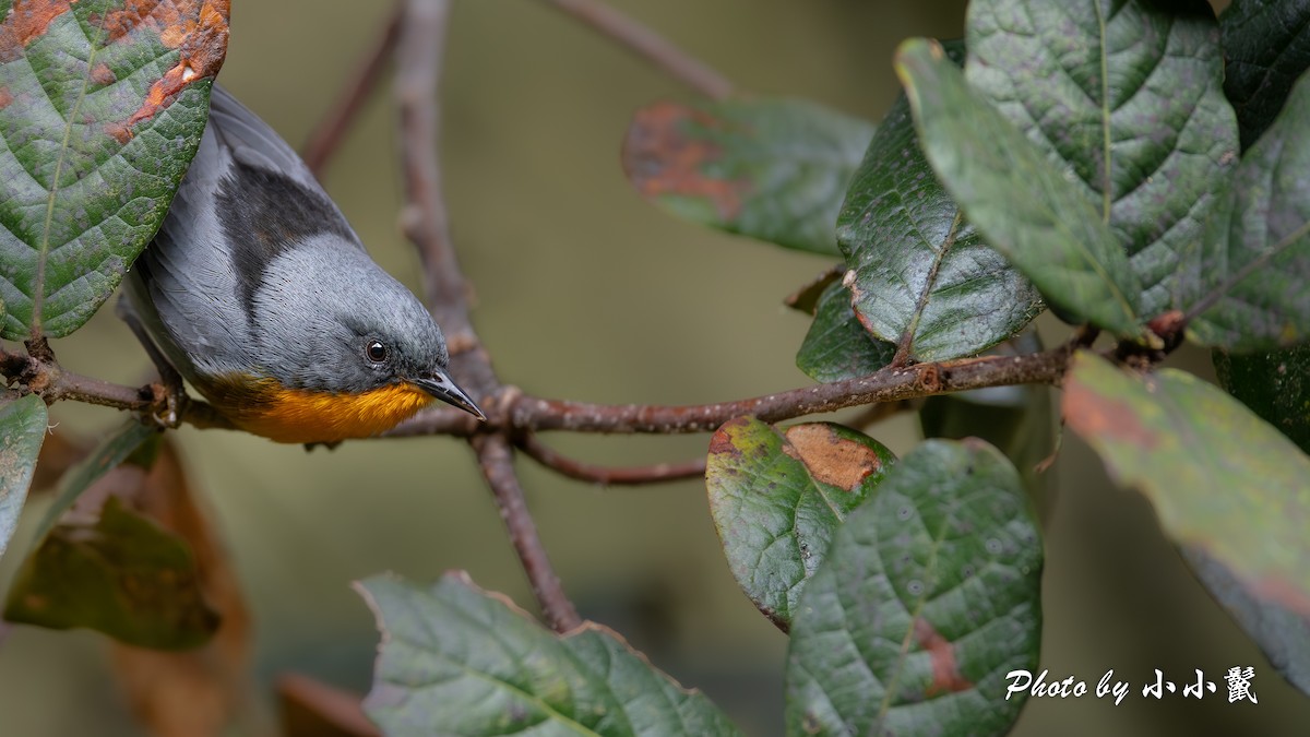 Alev Gerdanlı Ötleğen - ML644446678