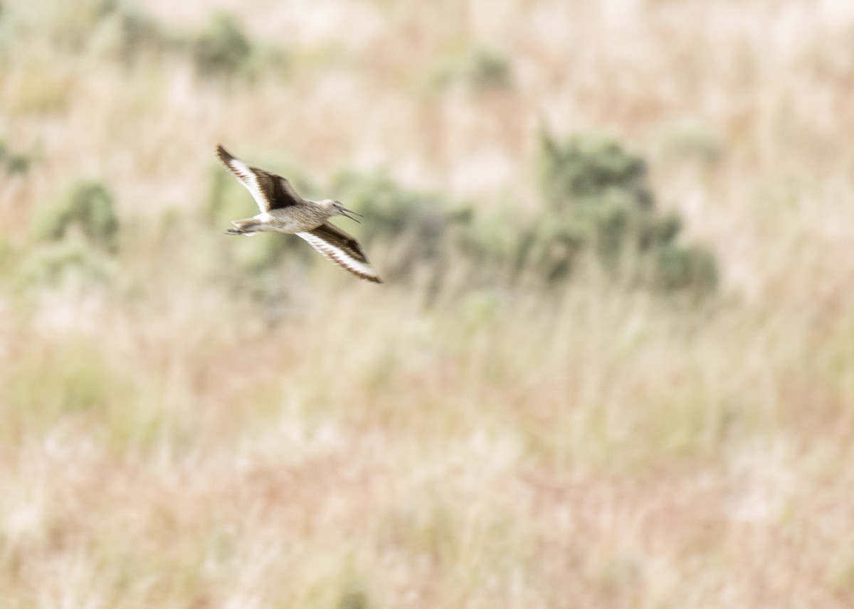 Willet - ML644446684