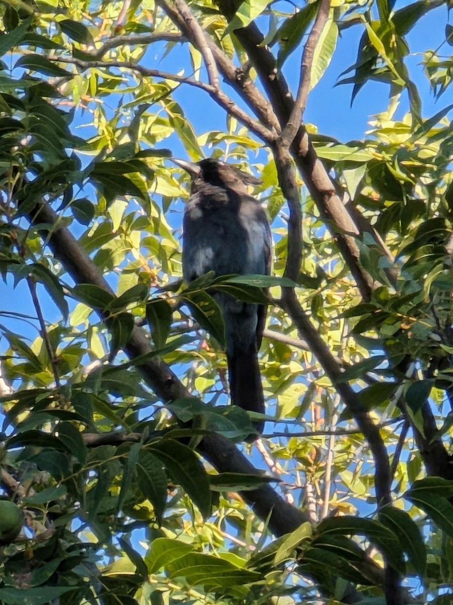 Steller's Jay - ML644446685