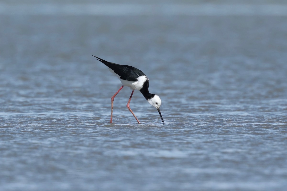 Pied x Black Stilt (hybrid) - ML644446689