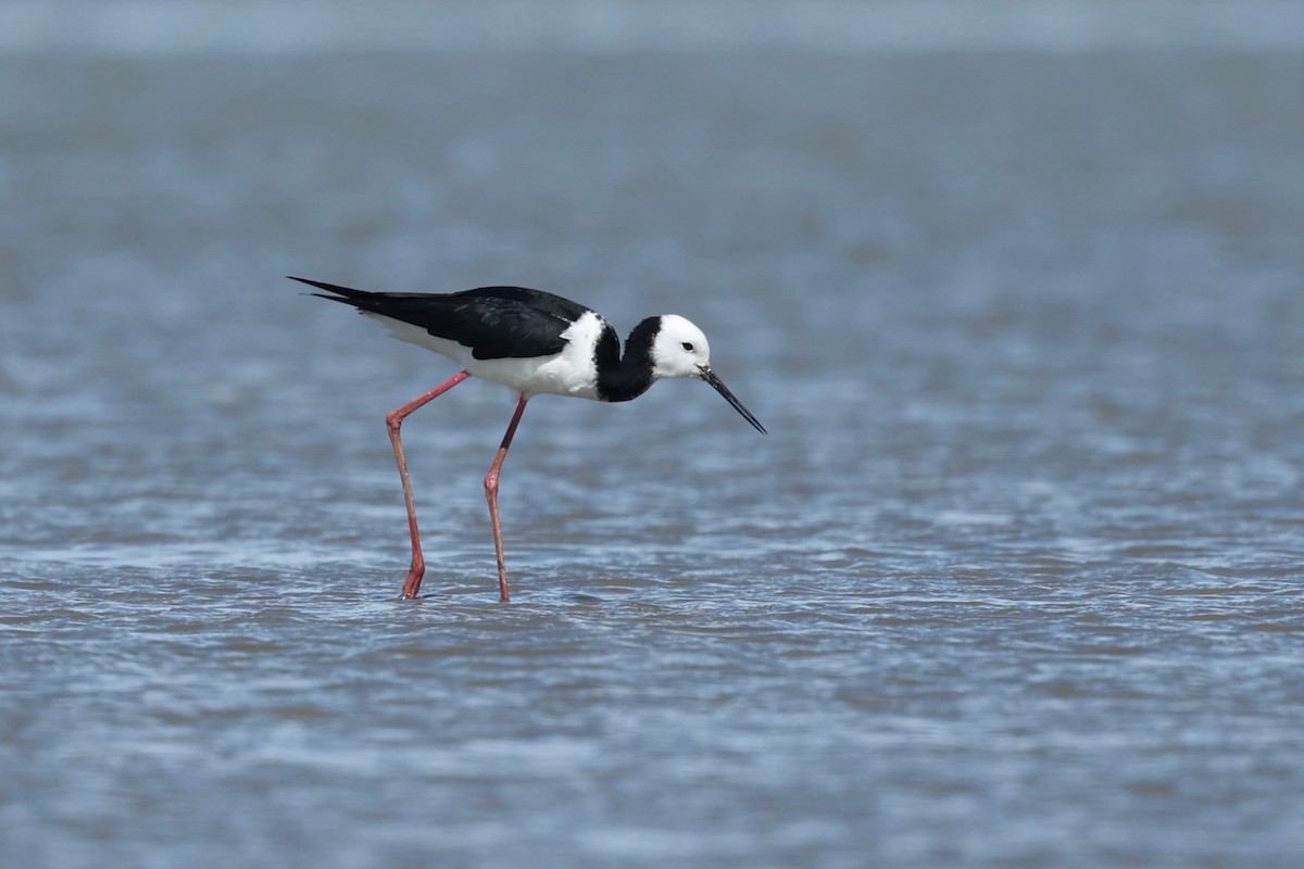 Pied x Black Stilt (hybrid) - ML644446690