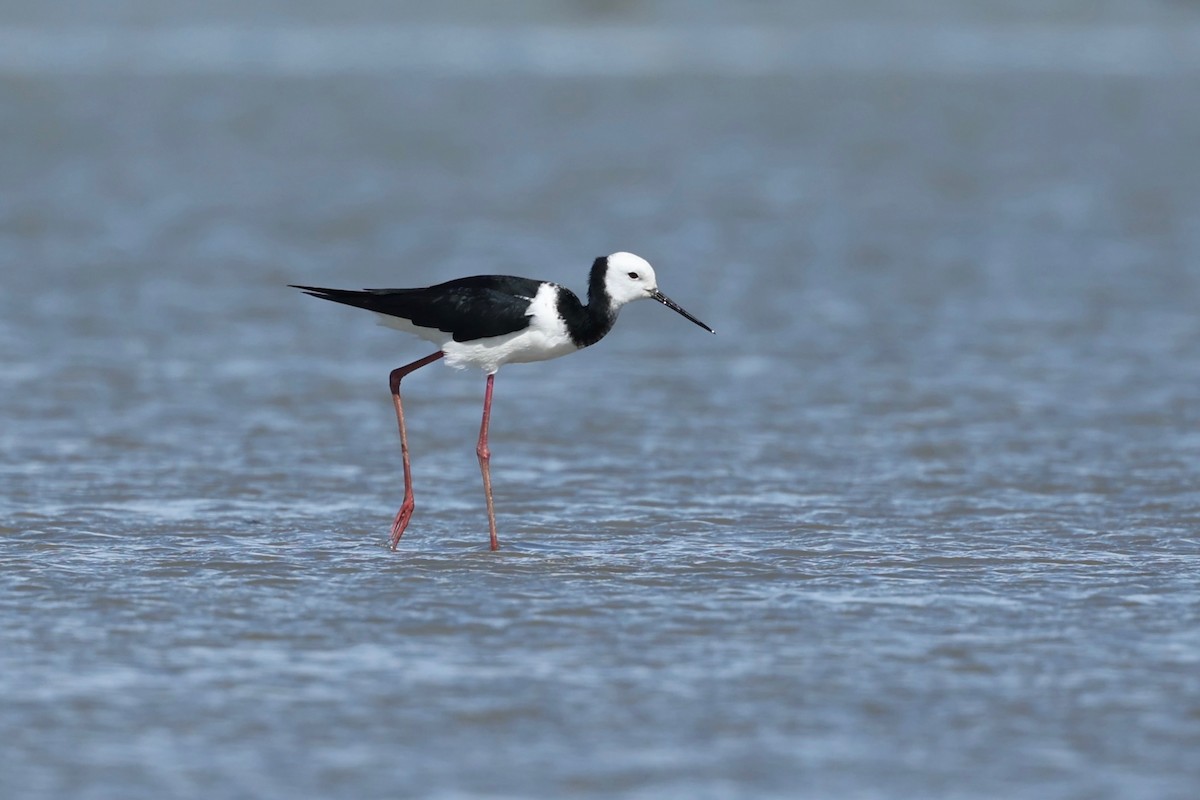 Pied x Black Stilt (hybrid) - ML644446691