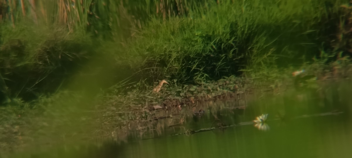 Blongios de Chine - ML644446697