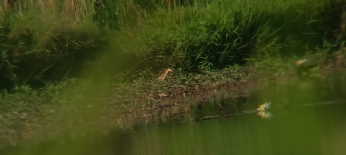 Blongios de Chine - ML644446699