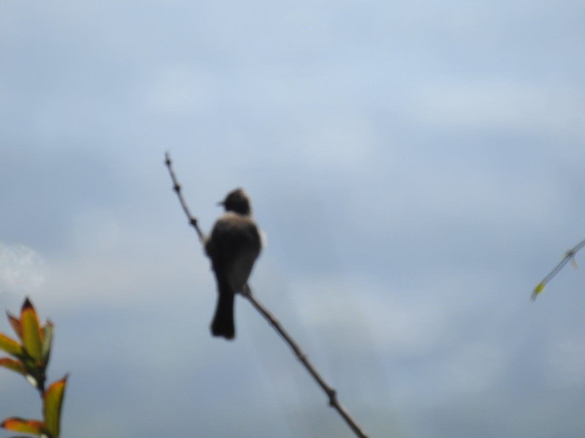 Bulbul du Cap - ML644446701
