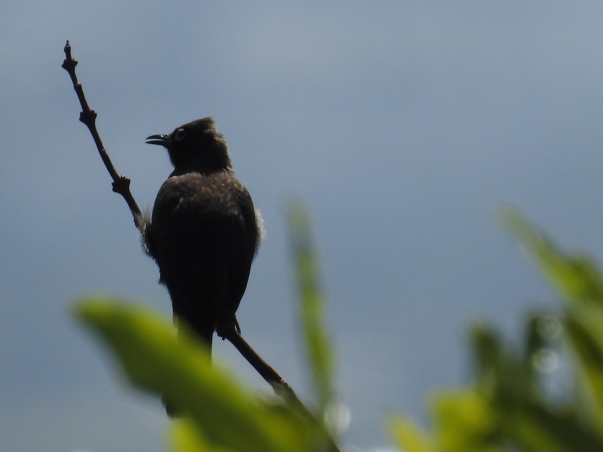 Bulbul du Cap - ML644446702
