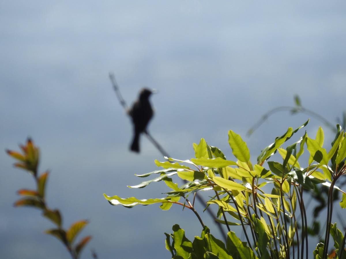 Bulbul du Cap - ML644446703