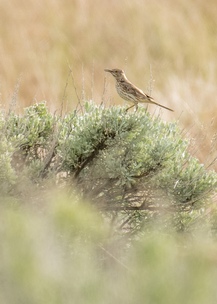 Sage Thrasher - ML644446704