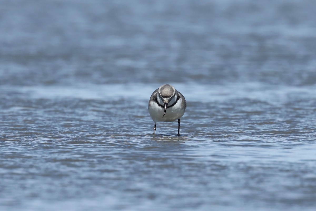 Wrybill - ML644446708