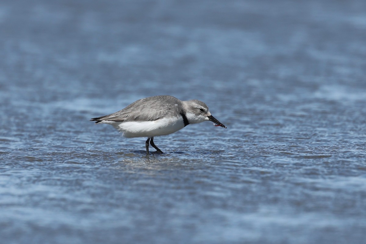 Wrybill - ML644446709