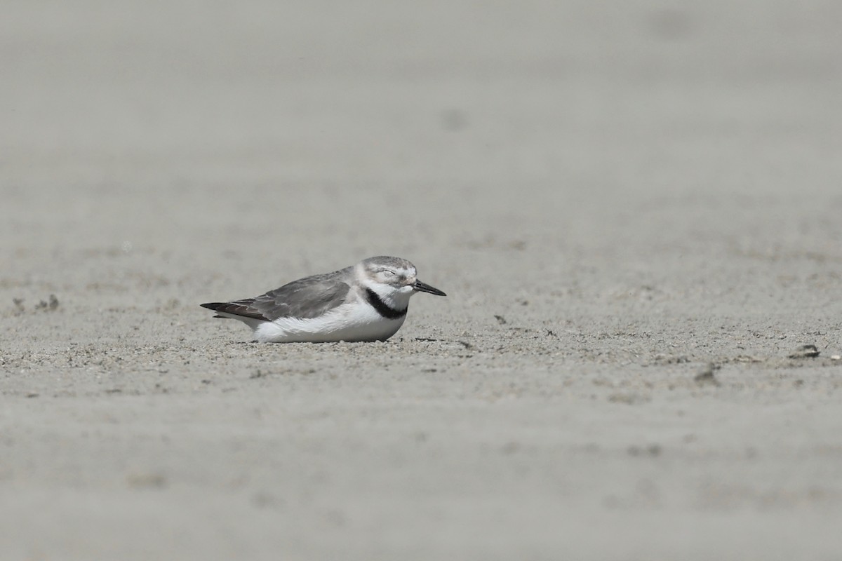 Wrybill - ML644446710