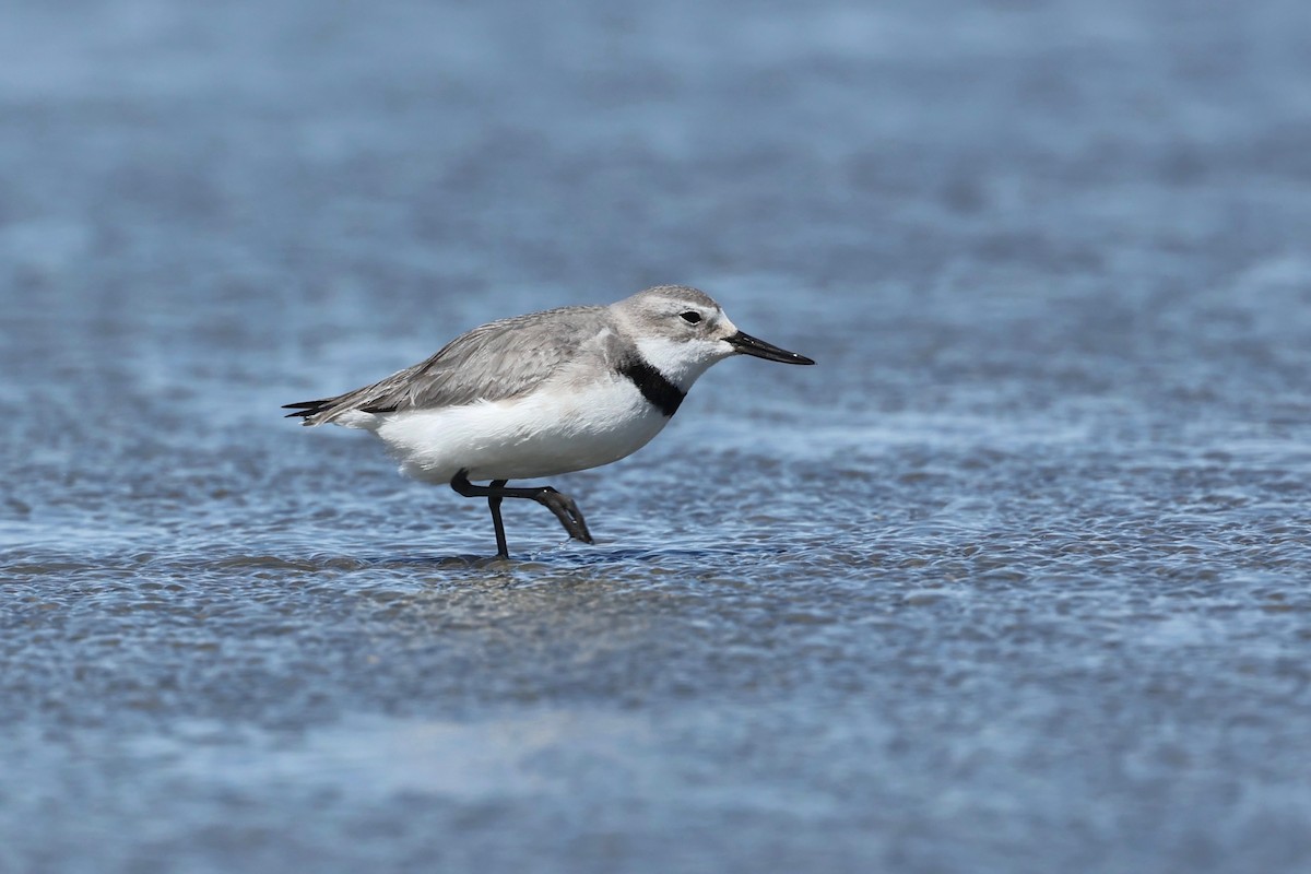 Wrybill - ML644446711