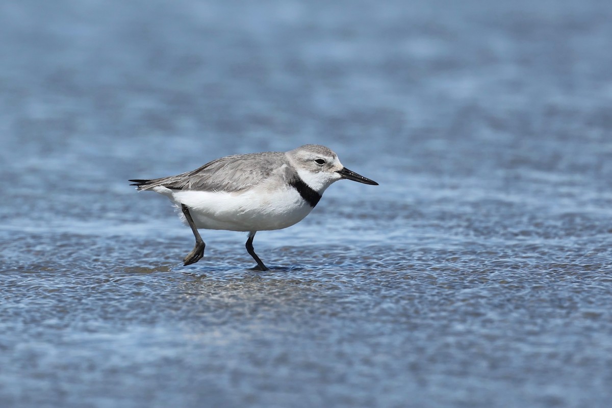 Wrybill - ML644446712