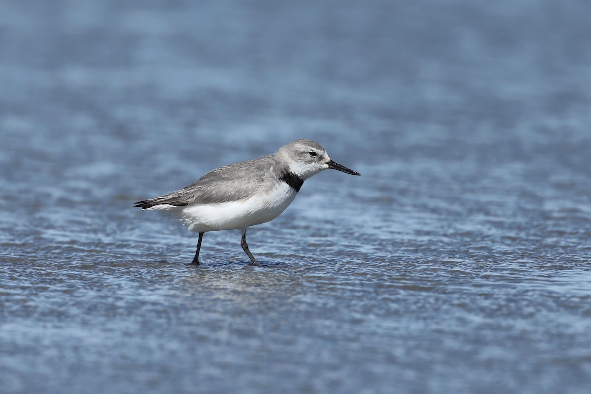 Wrybill - ML644446713