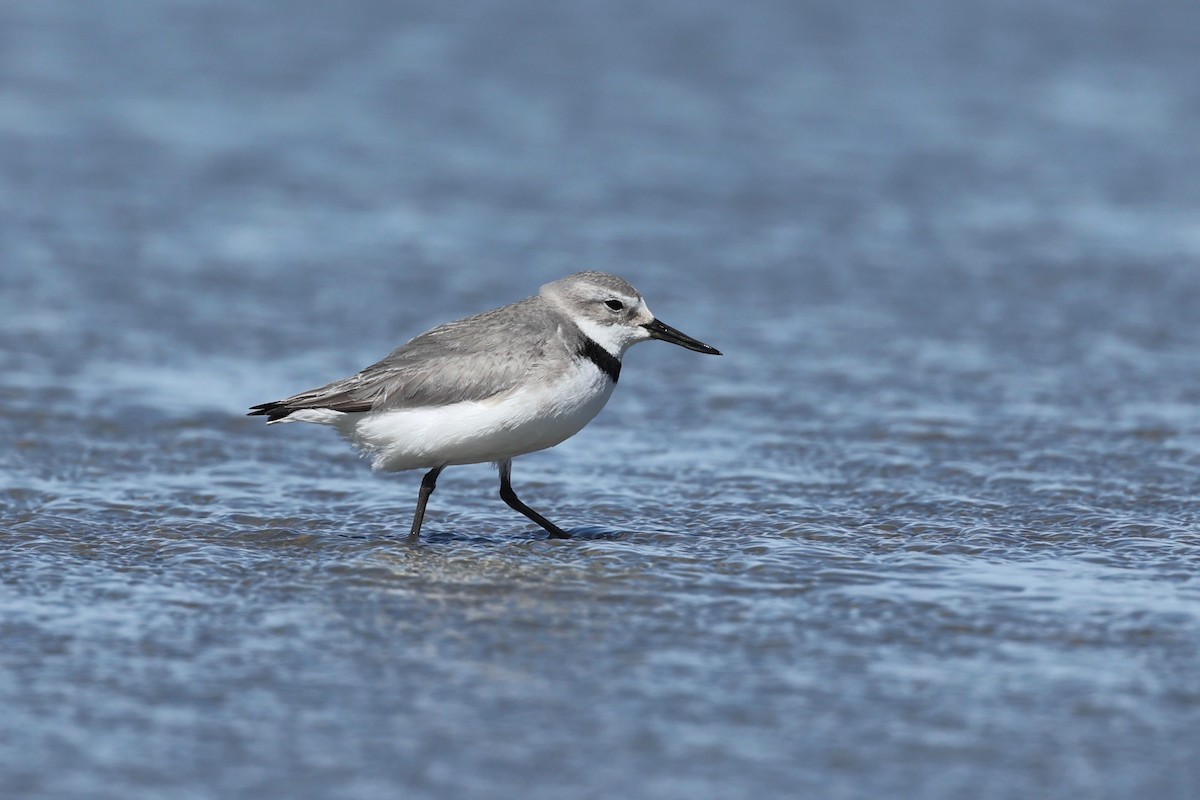 Wrybill - ML644446714