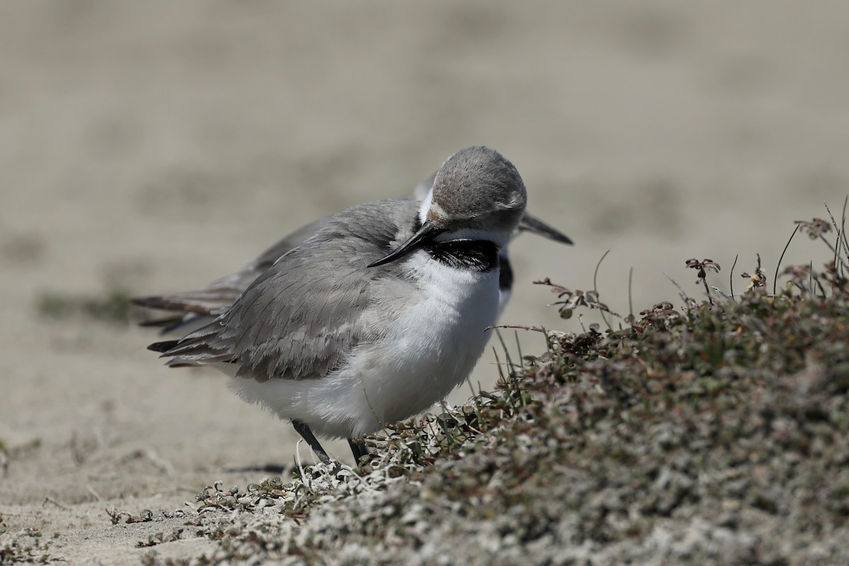 Wrybill - ML644446715