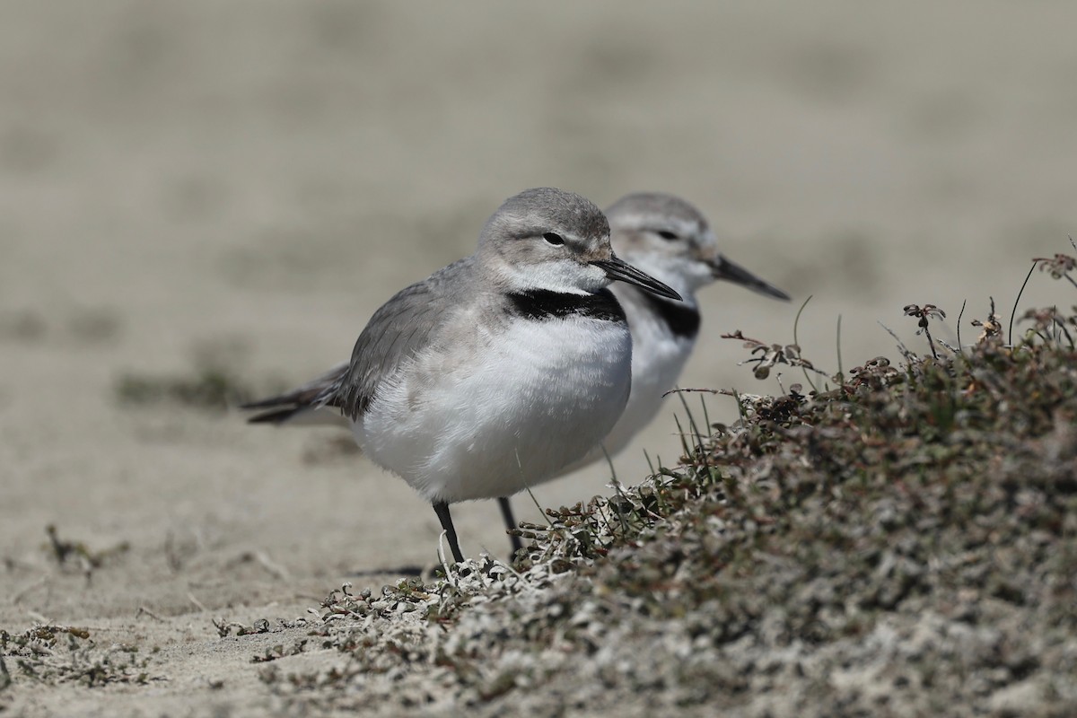 Wrybill - ML644446716