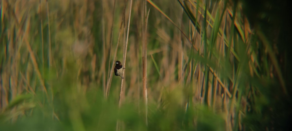 Capuchino de Java - ML644446723