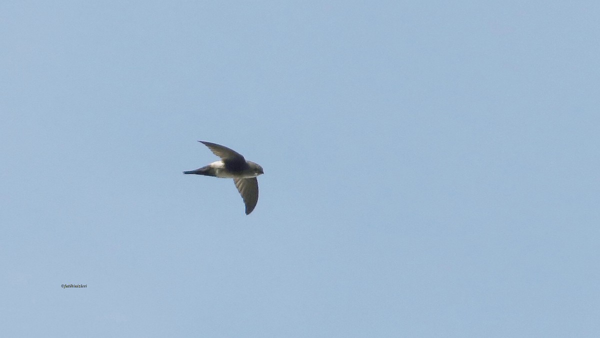 Antillean Palm Swift - ML644446724