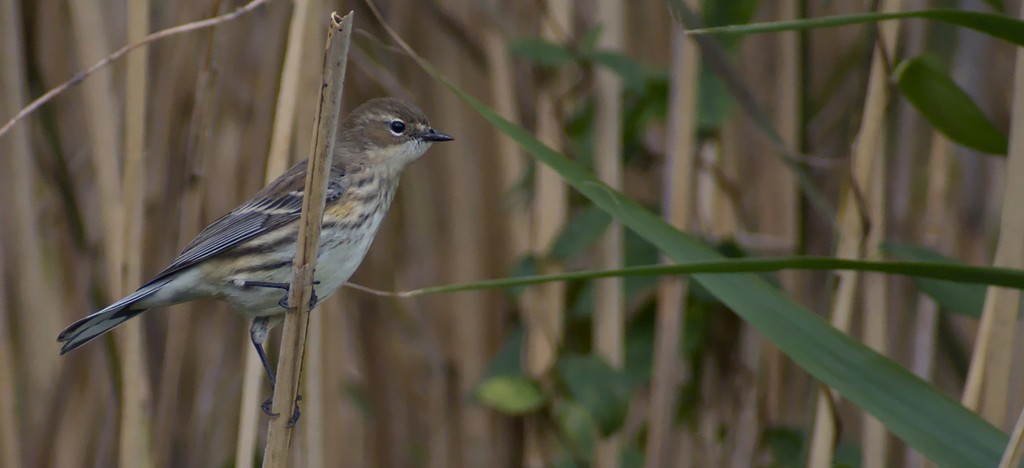 Yellow-rumped Warbler (Myrtle) - ML644446725