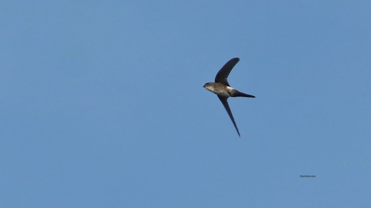 Antillean Palm Swift - ML644446726