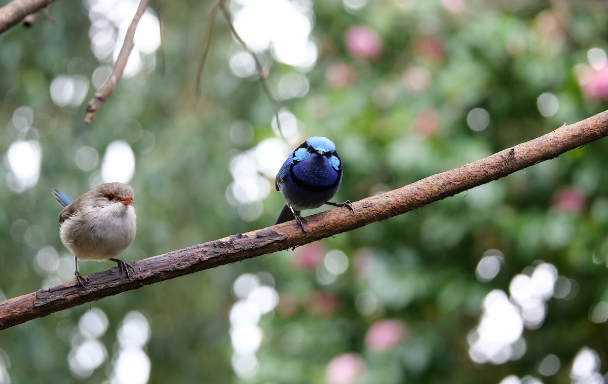 Splendid Fairywren - ML644446731