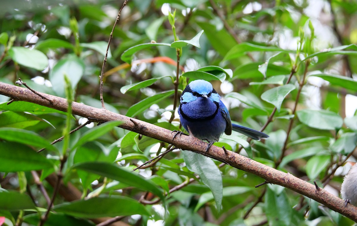 Splendid Fairywren - ML644446732