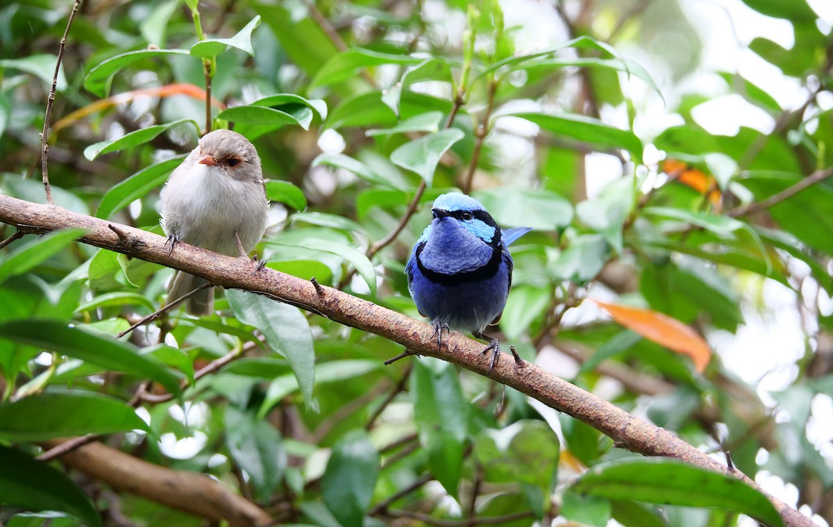 Splendid Fairywren - ML644446733