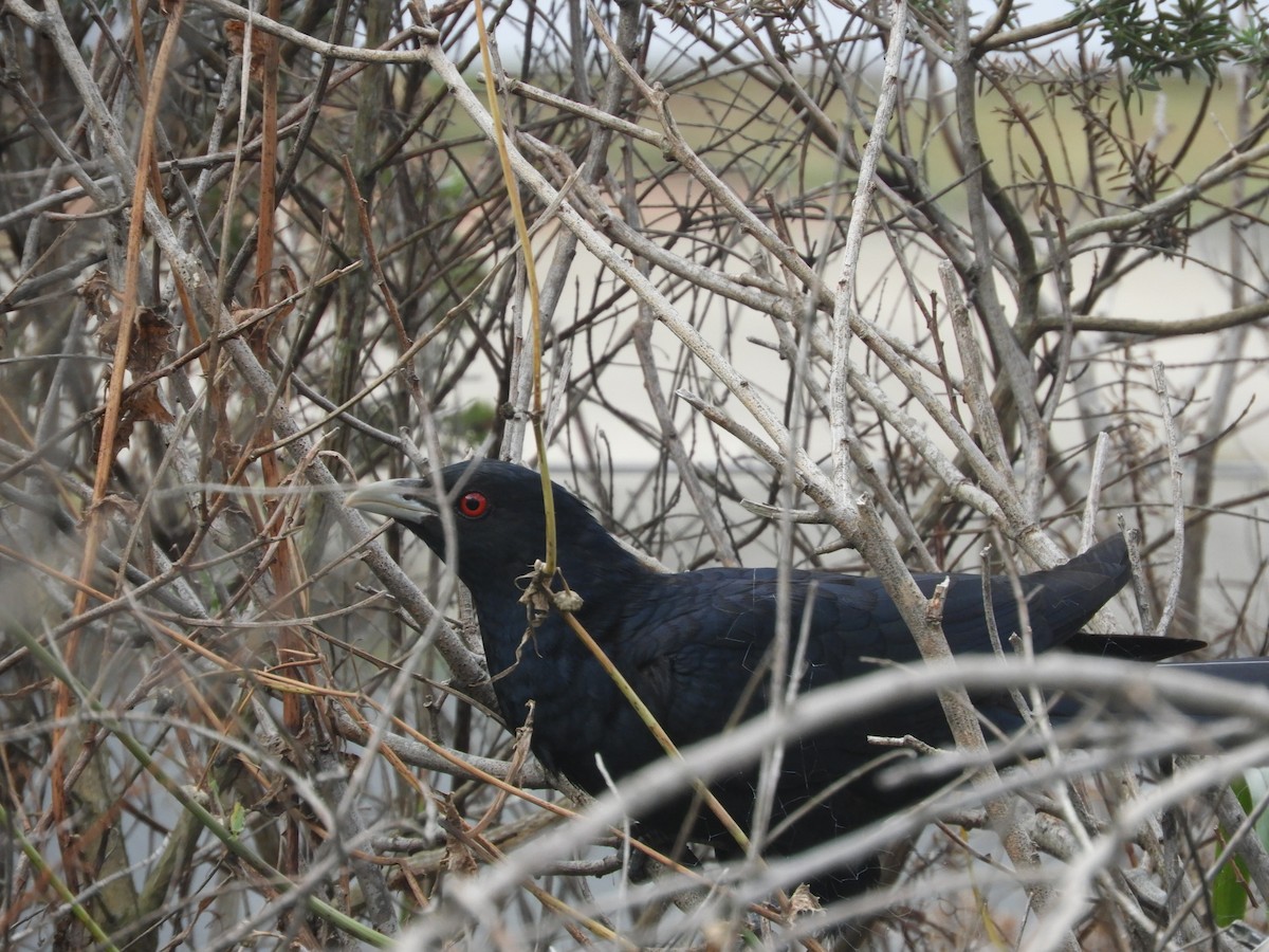 Pacific Koel - ML644446740