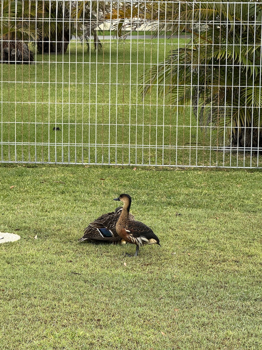 Wandering Whistling-Duck - ML644446752