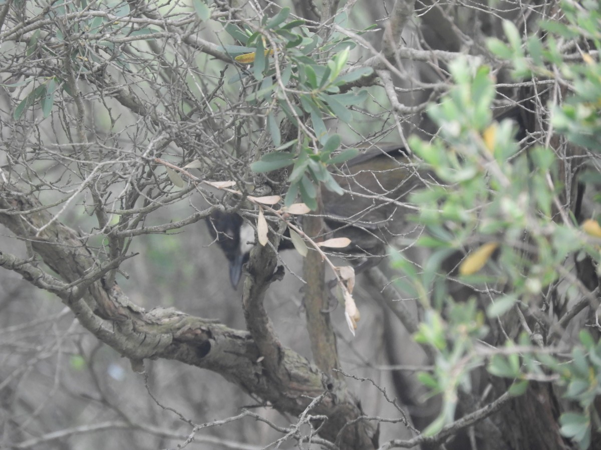 Eastern Whipbird - ML644446764