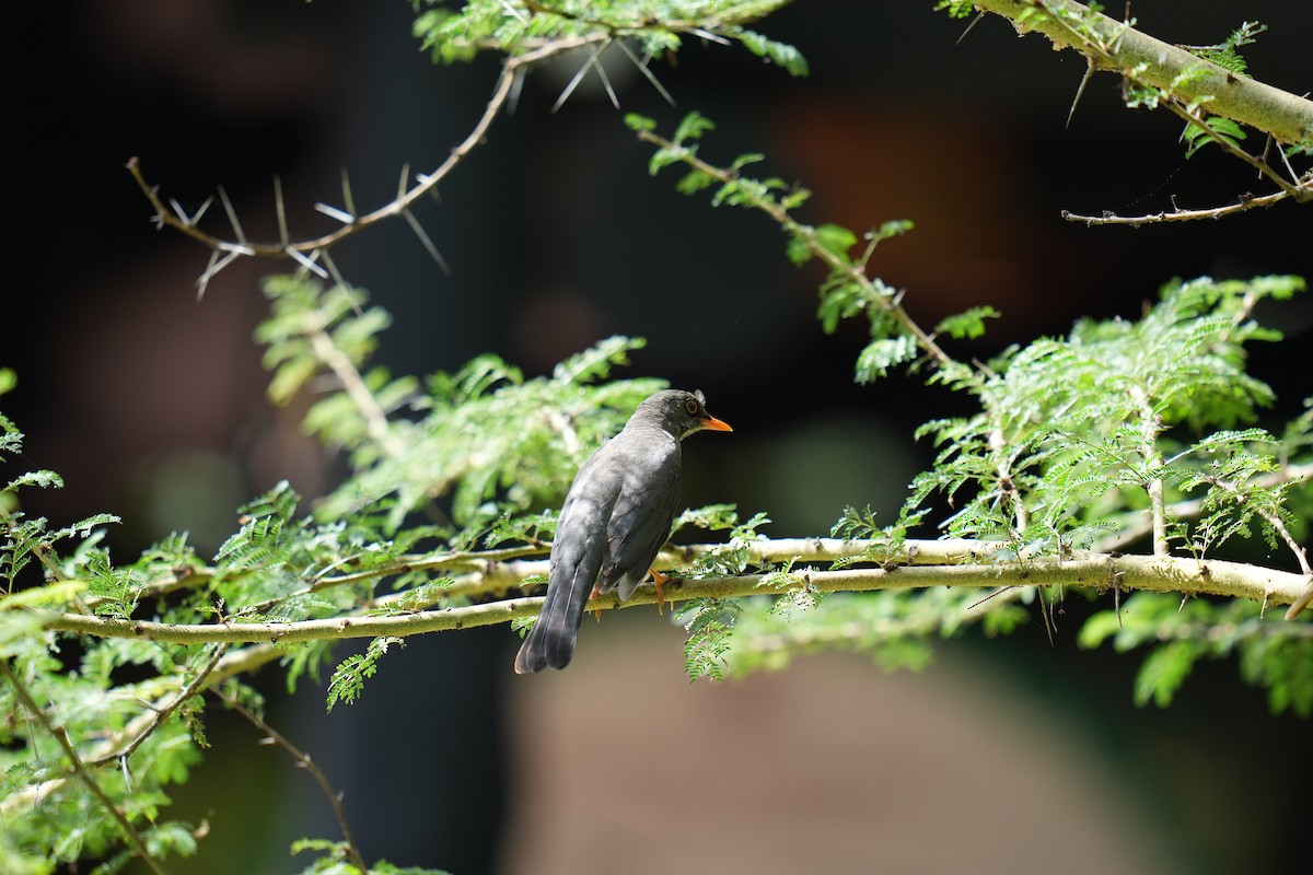 Abyssinian Thrush - ML644446791