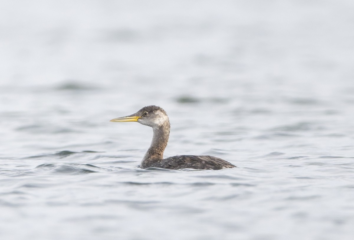 Somormujo Cuellirrojo - ML644446800