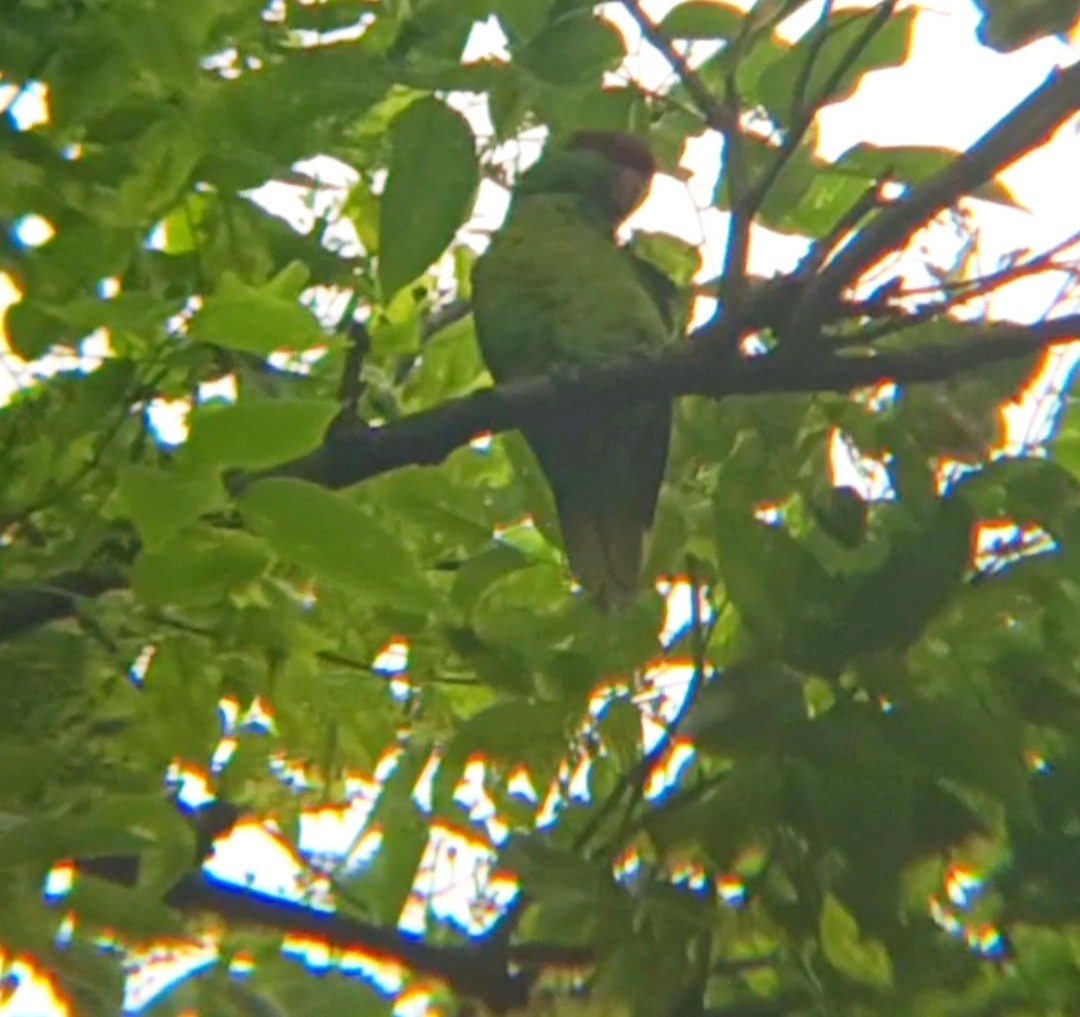 Iris Lorikeet - ML644446808