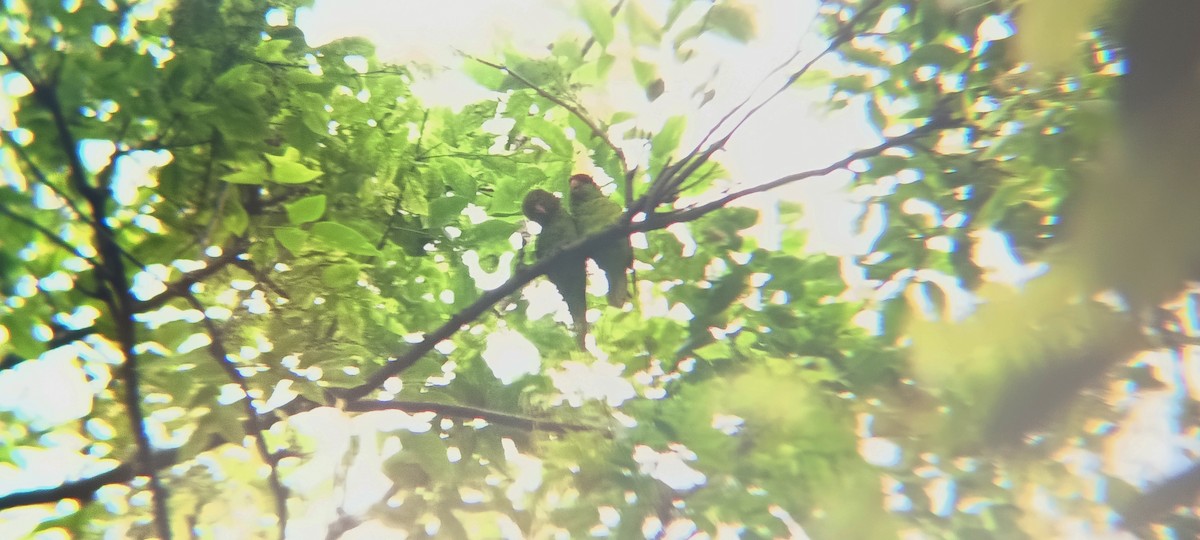 Iris Lorikeet - ML644446809